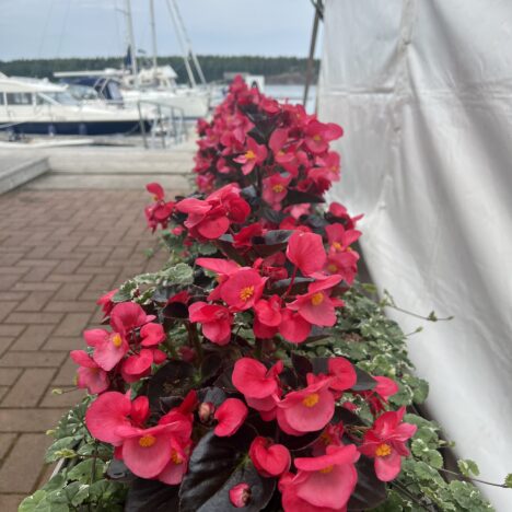 Hanko ennen Regattaa